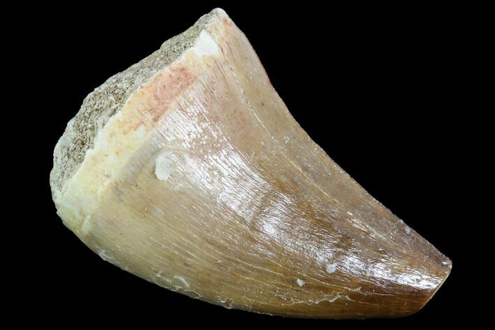 Mosasaur (Prognathodon) Tooth #87671